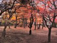 里見公園の紅葉