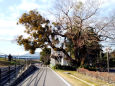 中山道会館のヤドリギ