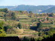 山の茶畑風景