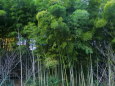 若葉台の竹林