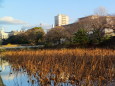 福岡城址の外堀から