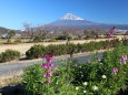 公園からの富士山