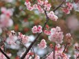 満開の寒桜