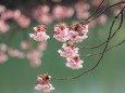 福成寺の寒桜-1