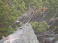 爺ヶ岳のママ雷鳥6