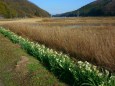 里山の路肩に咲く水仙