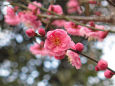 散歩道の花 1902-15-1