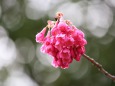 寒緋桜咲けば