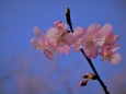 青空に映えて咲く河津桜