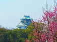 植木市の桜越しに大阪城