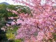里山に咲いた河津桜