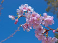 咲き始めた河津桜.