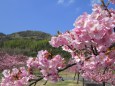 見頃の淡路島の河津桜