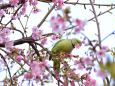 ワカケホンセイインコと桜