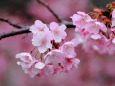 河津桜