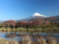 富士山とカワヅサクラ