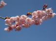 寒桜一枝