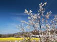 白梅と菜の花畑