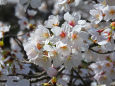 桜 待ち遠し