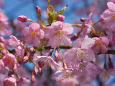 満開の河津桜