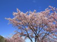 満開の大漁桜