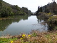 春の池風景