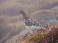 杓子平の雄雷鳥