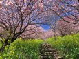 春めき桜と菜の花