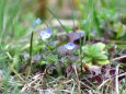 小さな花 オオイヌノフグリ