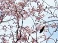 7分咲きの小彼岸桜
