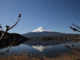 固い蕾の向こうの富士山