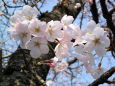 桜の花が咲きました