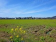 中野町の菜の花畑