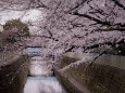 神田川の桜