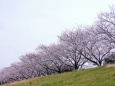 多摩川の桜並木