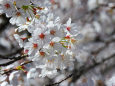 桜 sakura