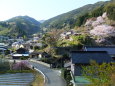 山村集落の春景色