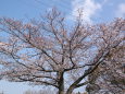 咲き始めの桜