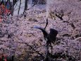 鶴の噴水と桜