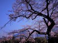 日比谷公園の桜