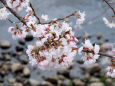 満開の淡墨桜