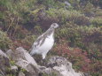 抜戸岳のチビ雷鳥7