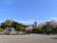 桜咲く赤坂離宮