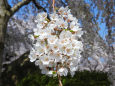 桜 sakura7 枝垂れ桜