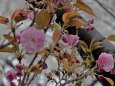 日本橋桜通りの八重桜開花