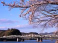 木曽川犬山橋の桜
