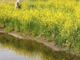 菜の花が満開の野川