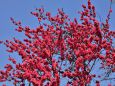 青空に映える花桃