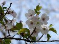 伝説の墨染桜