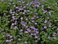 野川公園の蓮華草群生